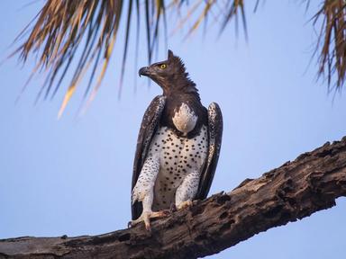 Crowned Eagle bird facts