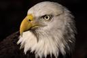 10 Amazing Facts About Bald Eagles