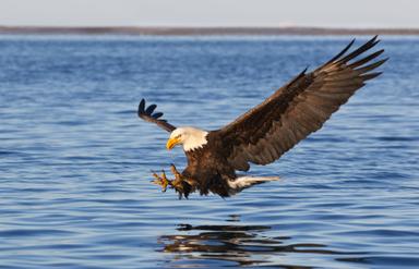 10 Amazing Facts About Bald Eagles