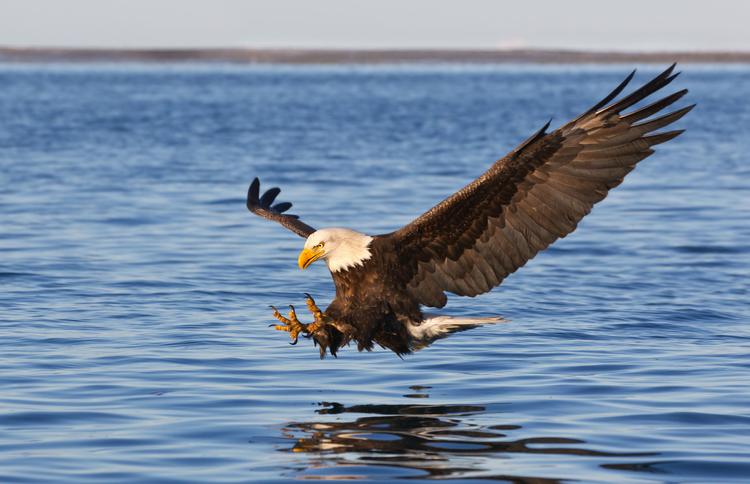 What is the Bald Eagle Diet