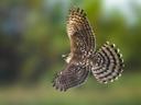 How Big Are Cooper's Hawks?