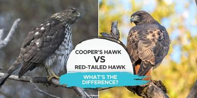 Cooper’s Hawk or Red-tailed Hawk - What Are The Differences?