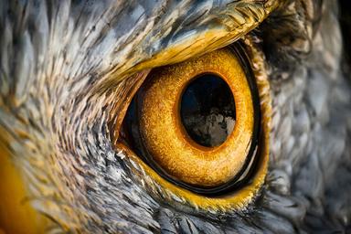 What You Must Know About The Eagle’s Vision