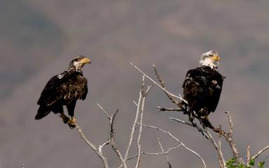 How Do Eagles Communicate?