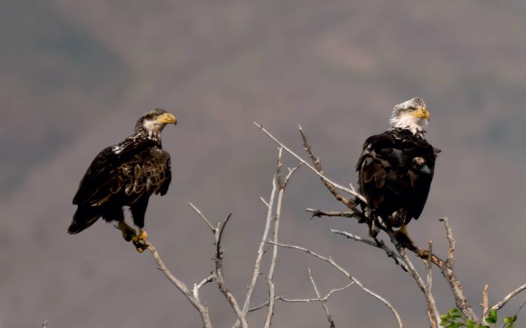 How Do Eagles Communicate?