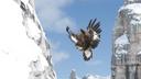 The Golden Eagle Migration