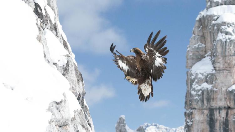 The Golden Eagle Migration