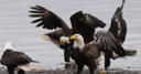 Decoding Bald Eagle Migration