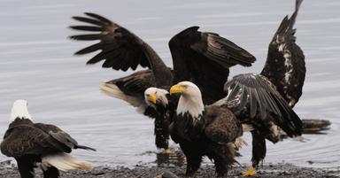 Decoding Bald Eagle Migration