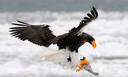 7 Highly Effective Habits of Eagles