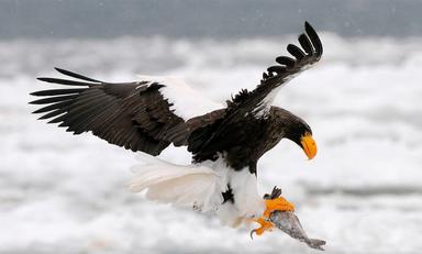 7 Highly Effective Habits of Eagles