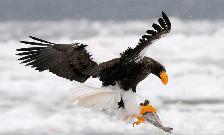 7 Highly Effective Habits of Eagles