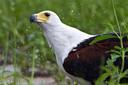 African fish eagle