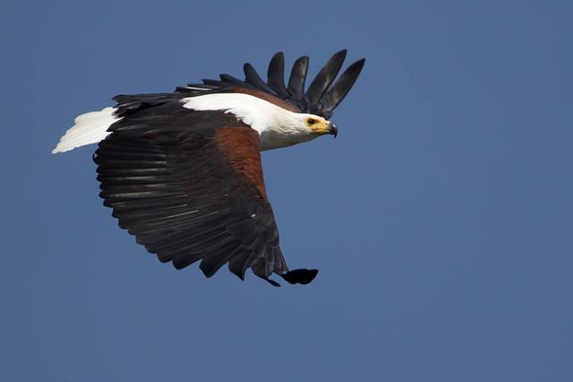 African fish eagle