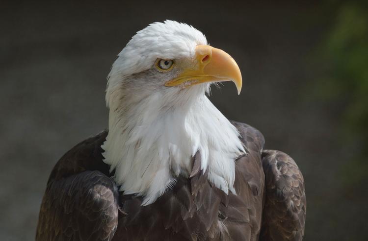 Bald eagle