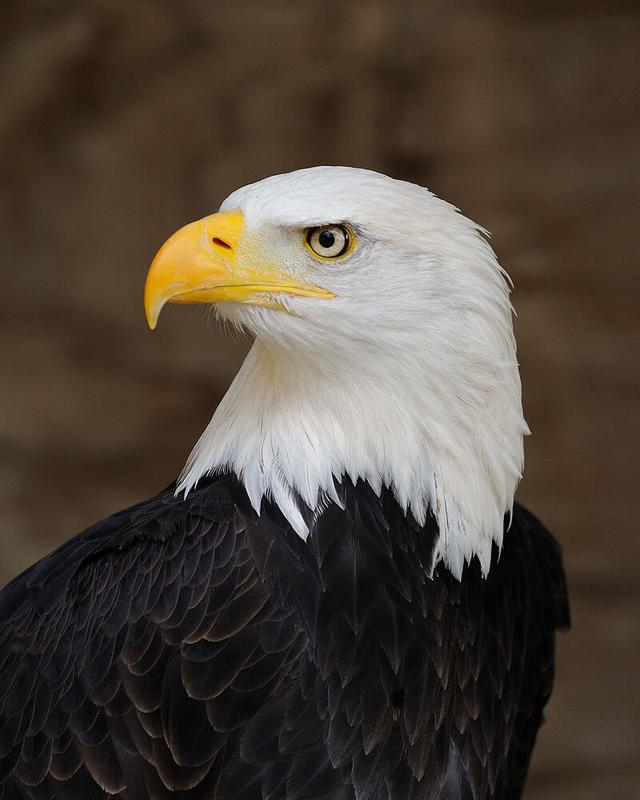 Bald eagle