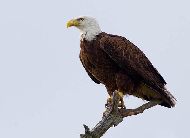 Bald eagle