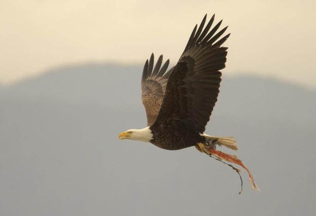 Bald eagle