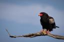 Bateleur