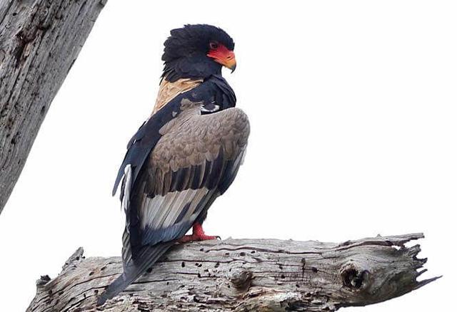 Bateleur