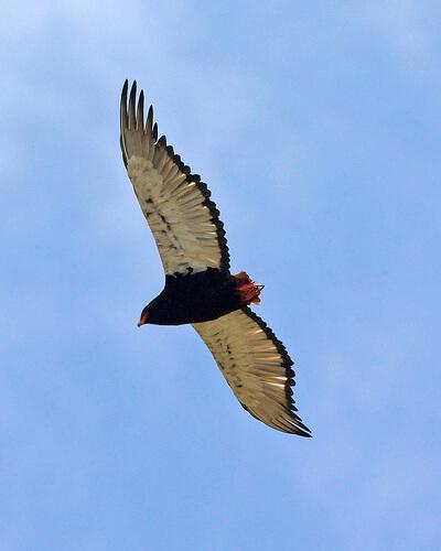 Bateleur