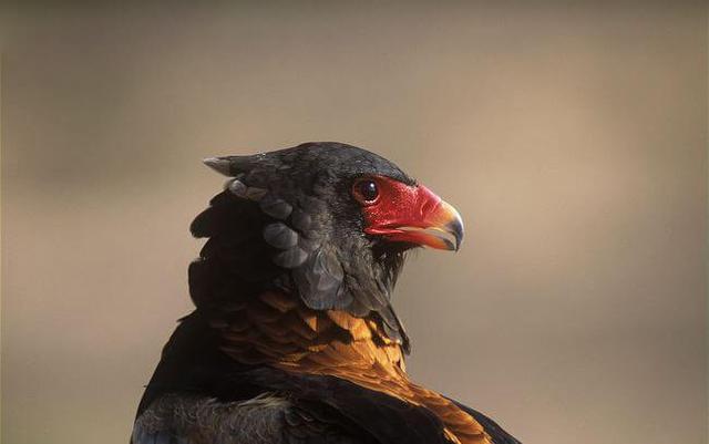 Bateleur