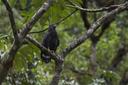 Black Solitary Eagle