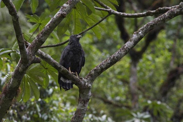 Black Solitary Eagle