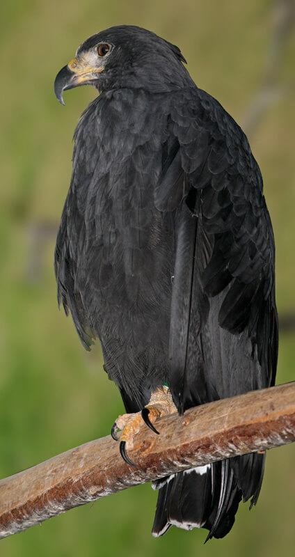 Black Solitary Eagle