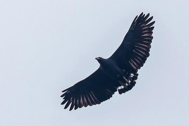 Black Solitary Eagle