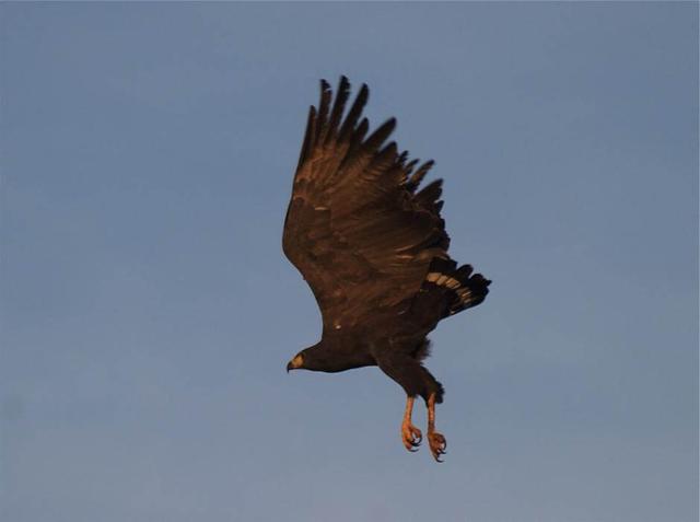 Black Solitary Eagle