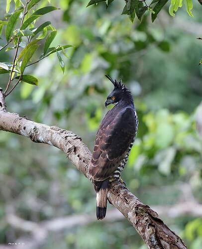 Blyth's Hawk Eagle