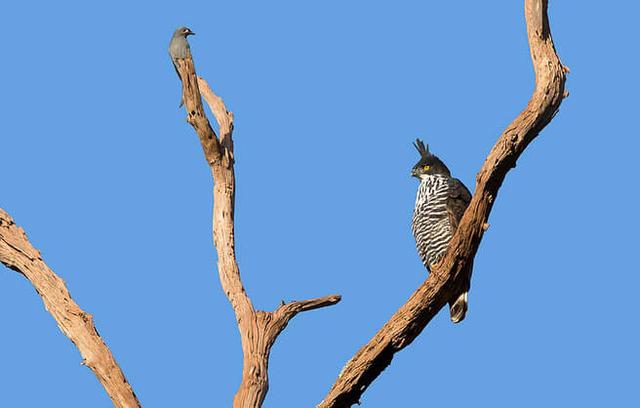 Blyth's Hawk Eagle