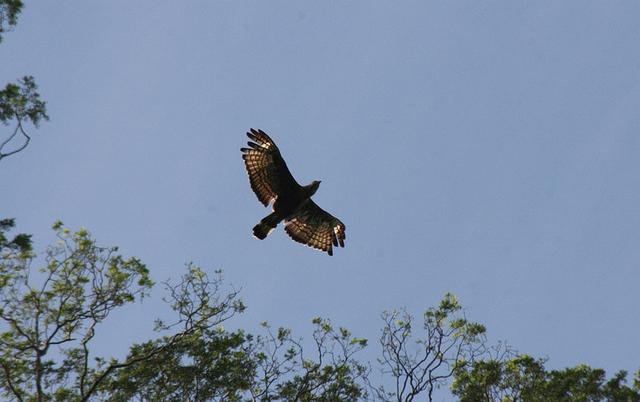 Blyth's Hawk Eagle