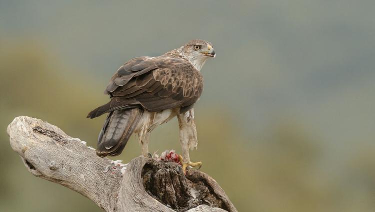 Bonelli's eagle