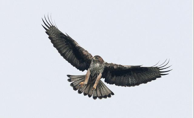 Bonelli's eagle