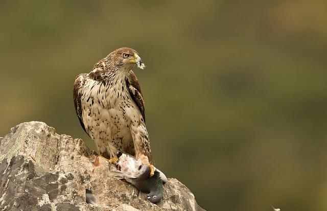 Bonelli's eagle