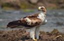 Booted eagle