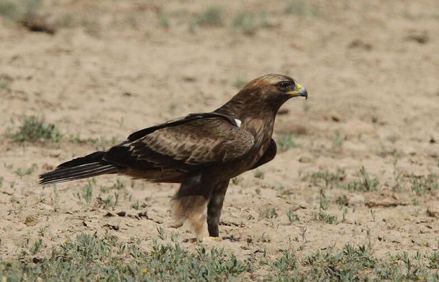 Booted eagle