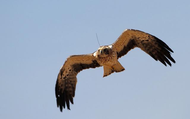 Booted eagle