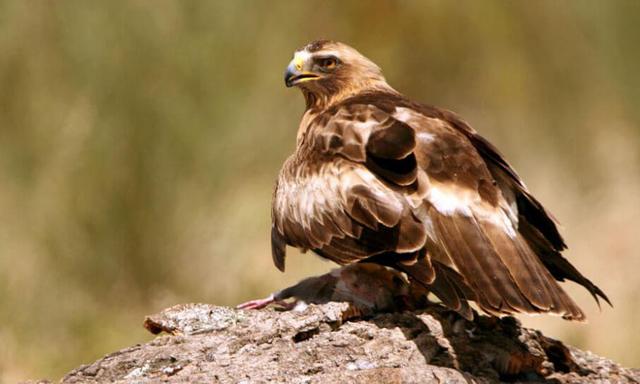 Booted eagle