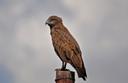 Brown snake eagle