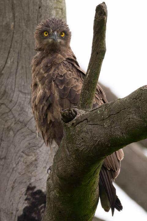 Brown snake eagle