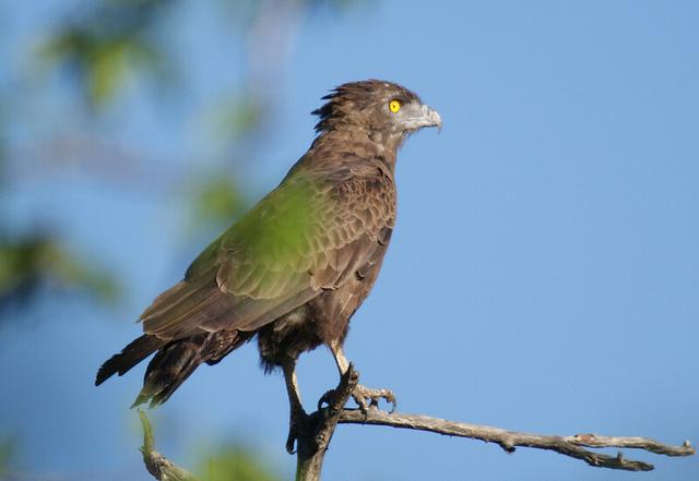 Brown snake eagle