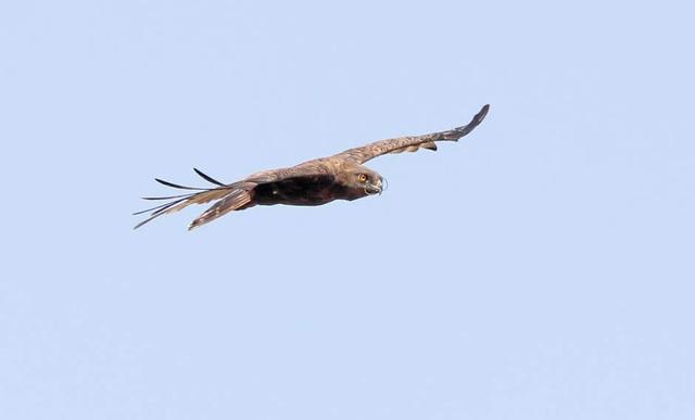 Brown snake eagle