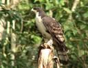 Cassin's Hawk Eagle