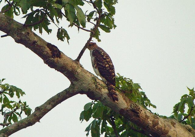 Cassin's Hawk Eagle