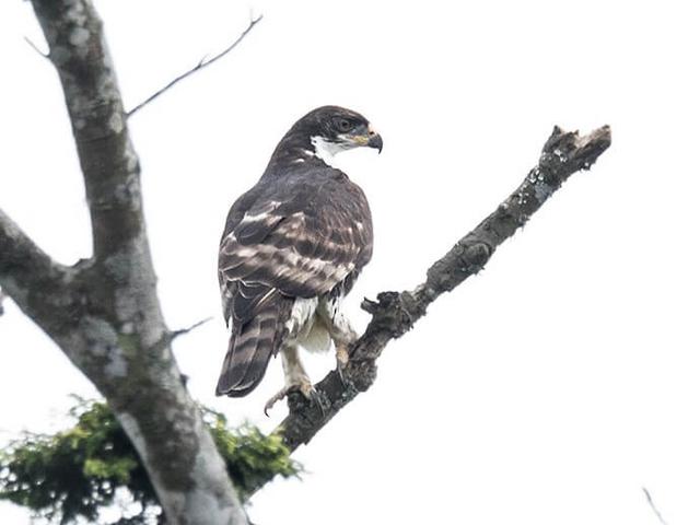 Cassin's Hawk Eagle