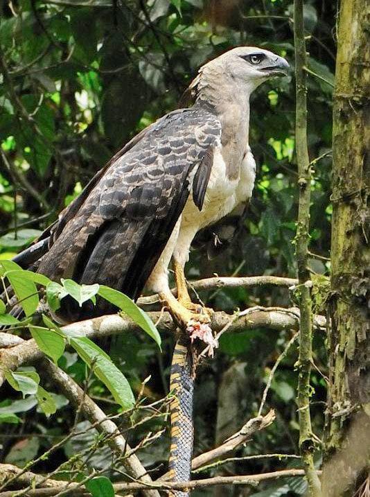 Crested eagle