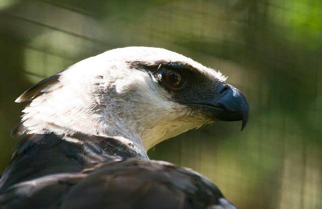 Crested eagle